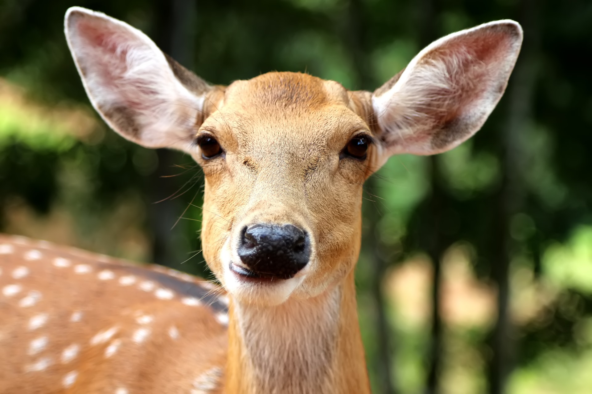 deer selfie